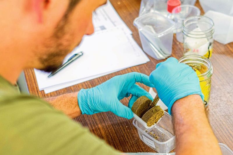 Die TUM-Forscher schneiden den Boden mit Rasierklingen in Tiefenstufen. Sie untersuchen, ob der Kohlenstoff aus den Pflanzenresten in der oberen Schicht dort bleibt, oder ob er auch tiefer in den Bodenproben zu finden ist. (Bild: Carsten W. Müller)