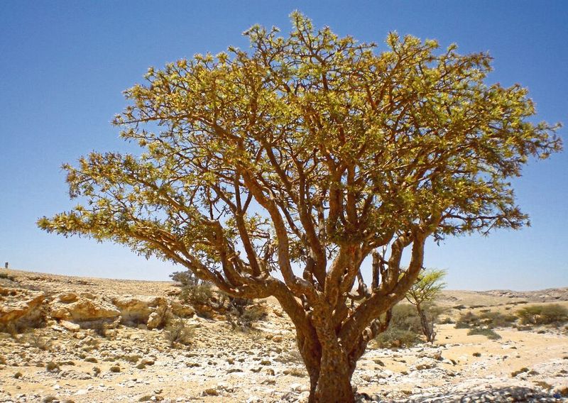 Weihrauchbaum, aufgenommen im Oman.