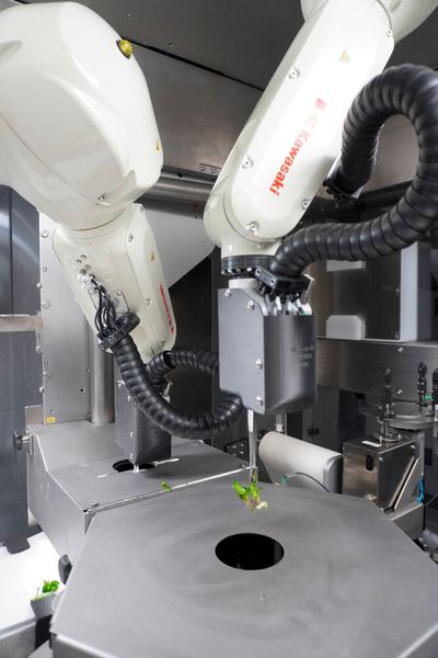 Der Laser schneidet präzise und schnell entlang der natürlichen Wachstumslinie.  (Bild: Kawasaki Robotics)
