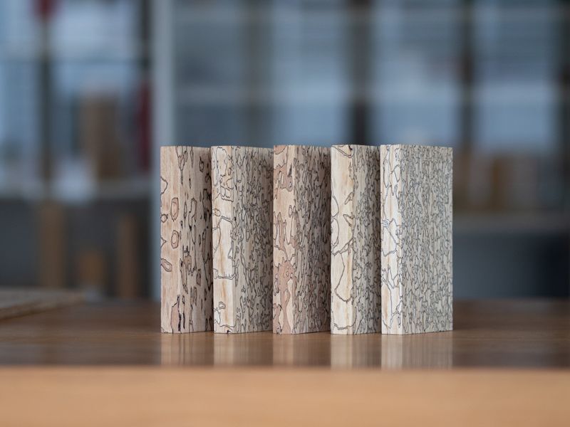 Mamorholz auf Bestellung  Marmorholz zeichnet sich durch ein Muster aus feinen schwarzen Linien aus, die es einem Pilz verdankt. Was früher ein seltener Zufallsfund im Wald war, ist heute ein standardisiertes Herstellungsverfahren – dank der Zusammenarbeit der Empa und einer Schweizer Schreinerei. Die ungewöhnliche Partnerschaft entwickelte ein standardisiertes, skalierbares Verfahren zur Herstellung von Marmorholz. Dabei werden bis zu zweieinhalb Meter langen Bretter in einer Vakuumkammer auf die korrekte Feuchtigkeit gebracht, sterilisiert und mit dem Pilz inokuliert. Danach verbringen die Bretter mehrere Wochen in einer Klimakammer, während der Pilz seine Verzierungen ins Holz zeichnet. Abschließend wird das Holz technisch getrocknet und der Pilz stirbt ab. Fertig ist das Mamorholz.  Und weil der Pilz die stark lignifizierten Bereiche der Zellwand in Ruhe lässt, behält das Holz eine hohe Biegesteifigkeit.    Hier gehts zur Originalmeldung Wissenschaftsbild des Tages vom 3.3.2026    (Bild: Empa)