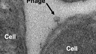 Transmissions-Elektronenmikroskopbilder von Viren aus dem tiefen Meeresboden. Die Viren befestigen sich auf der Oberfläche von Mikroben und injizieren ihre DNA in die Zellen, die daraufhin neue Viren bilden. (Bild: GFZ)