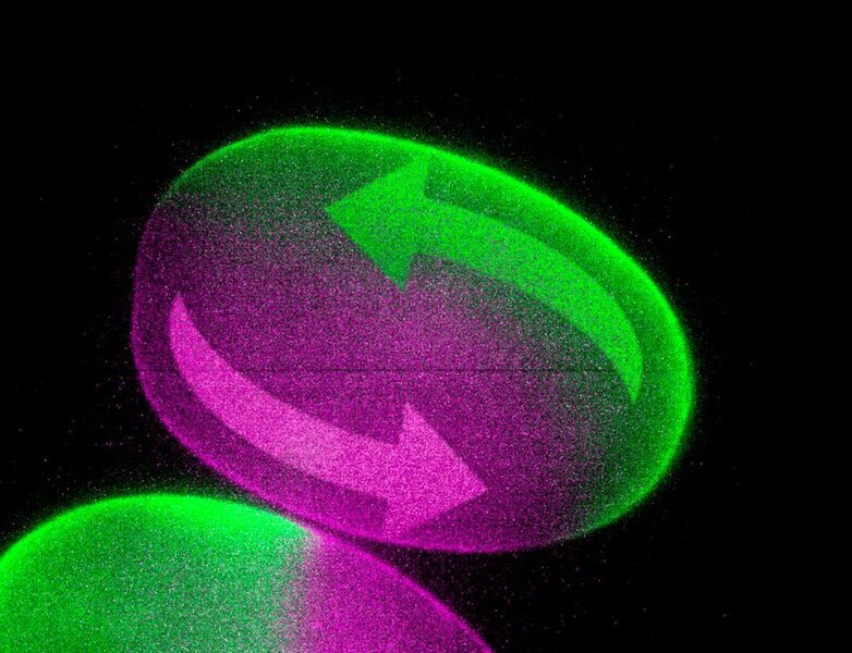 Strömung der Zellflüssigkeit in einem Wurm-Embryo: Mit einem neuen Mikroskop lässt sich die Strömungsrichtung verändern. Als Folge davon dreht sich die Körperachse des Embryos um.  (© MPI f. molekulare Zellbiologie und Genetik)