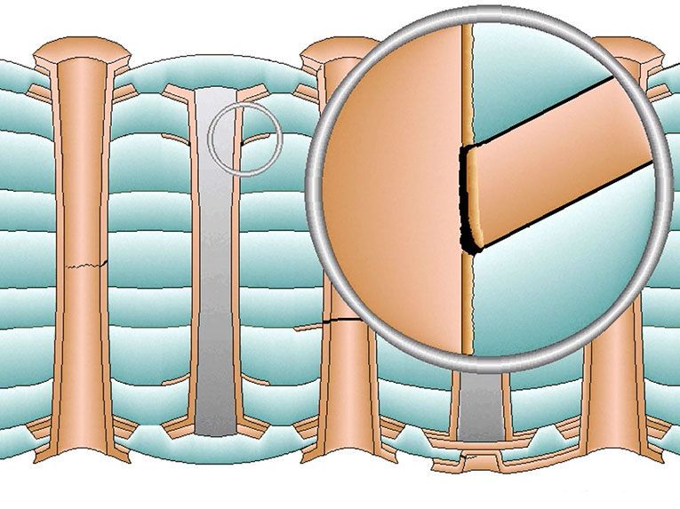 Bei einer Multilayer-Leiterplatte trifft die Kupferhülse der Bohrung auf die Kupferflächen der einzelnen Innenlagen. An diesen Übergängen entstehen kleine Anschlussstellen. Durch wiederholtes Erwärmen und Abkühlen dehnt sich das Basismaterial in Dickenrichtung stärker aus als das Kupfer. Dadurch wirken Zugkräfte auf diese Verbindungen. Ist eine Stelle zu schwach, löst sich die Kupferhülse von der Innenlage. (Bild: Polar Instruments)