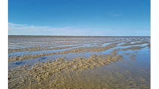 Janssand bei Ebbe. Das Untersuchungsgebiet der vorliegenden Studie liegt im Deutschen Wattenmeer zwischen der Insel Spiekeroog und dem Festland. (Bild: Olivia Bourceau)