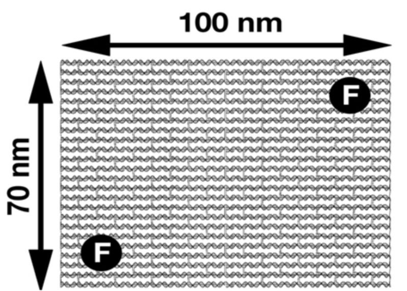Abb. 4: Auf einem DNA-Origami realisiertes Nanometerlineal. Die beiden Farbstoffe (F) weisen hier einen Abstand von 90 nm auf.  (Bild: TU Braunschweig)