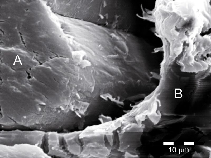 Wie diese REM-Aufnahme verdeutlicht, entstehen zwischen einer eingebetteten Naturfaser (A) und dem Matrixwerkstoff (B) spontan kaum adhäsive Strukturen. Um das zu ändern, wurden mittels hochenergetischer Strahlung reaktionsfreudige Radikale an den Grenzflächen erzeugt, um molekulare Bindungen zwischen der Matrix und der Naturfaser zu provozieren. (Bild: Huber & Müssig)