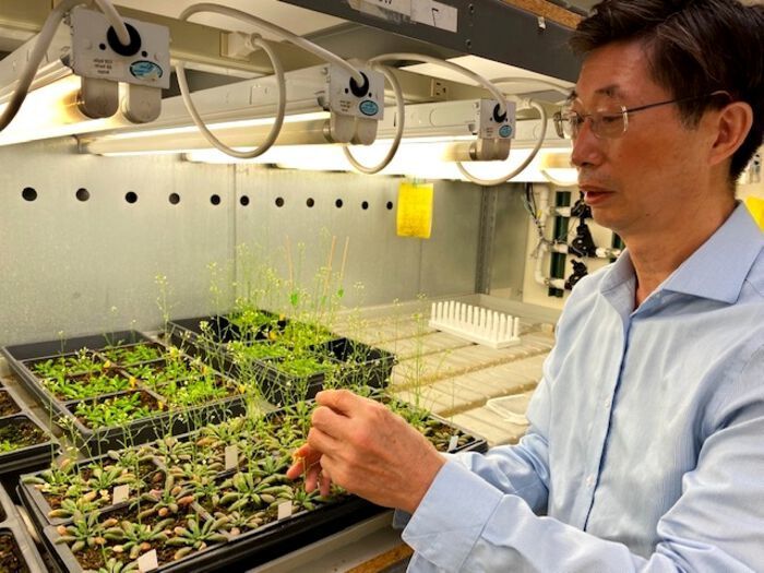 UC Riverside professor and cell biologist Zhenbiao Yang with Arabidopsis plants used in his research. (Zhenbiao Yang/UCR)