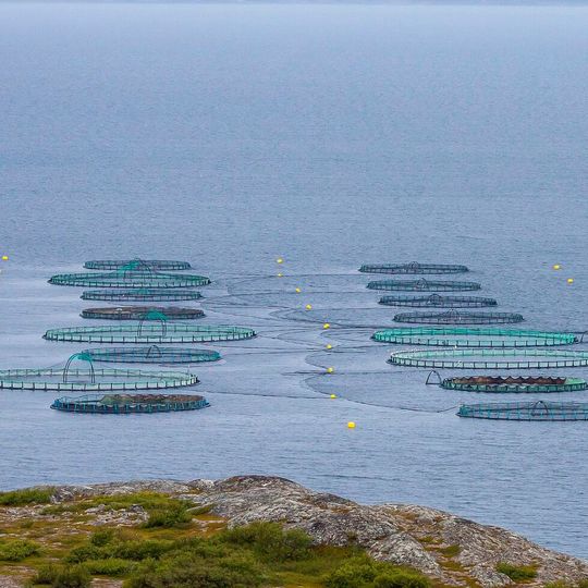 While the negative impacts of some types of aquaculture are well known, we can also use aquaculture as a tool to slow or stop these negative impacts. While the negative impacts of some types of aquaculture are well known, we can also use aquaculture as a tool to slow or stop these negative impacts.