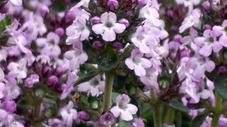 Zitronenthymian-web ()