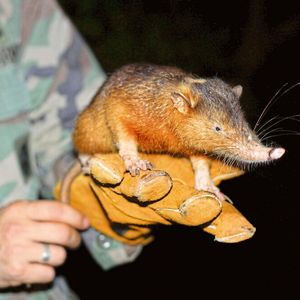 Der giftige Schlitzrüssler (Solenodon) ist eines der ältesten Säugetiere der Welt und extrem selten.