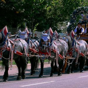 Immer eine Augenweide: die schön geschmückten Brauereiwagen und -pferde(Bild:  Pixabay)