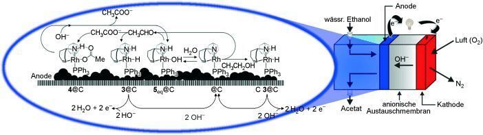 Prinzip der neuen metallorganischen Brennstoffzelle, die Alkohole und Zucker effizient in Carbonsäuren umwandelt.  (Bild: ETH)