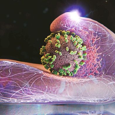 Zellen helfen aktiv mit, Influenzaviren einzufangen und einzuverleiben. Hier ist eine Zelle und in der Bildmitte ein Virus dargestellt (Bild: Emma Hyde / ETH Zürich)