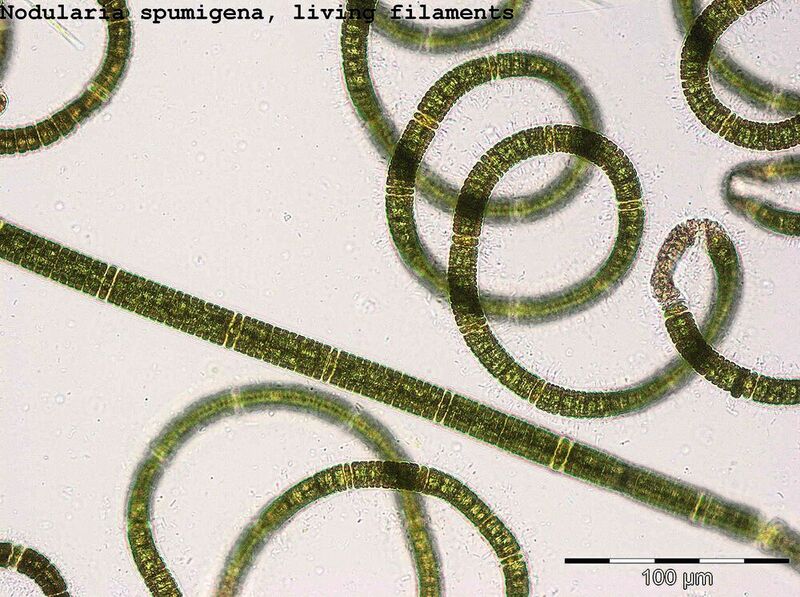 Nodularia spumigena ist die häufigste Cyanobakterien-Art in der zentralen Ostsee.