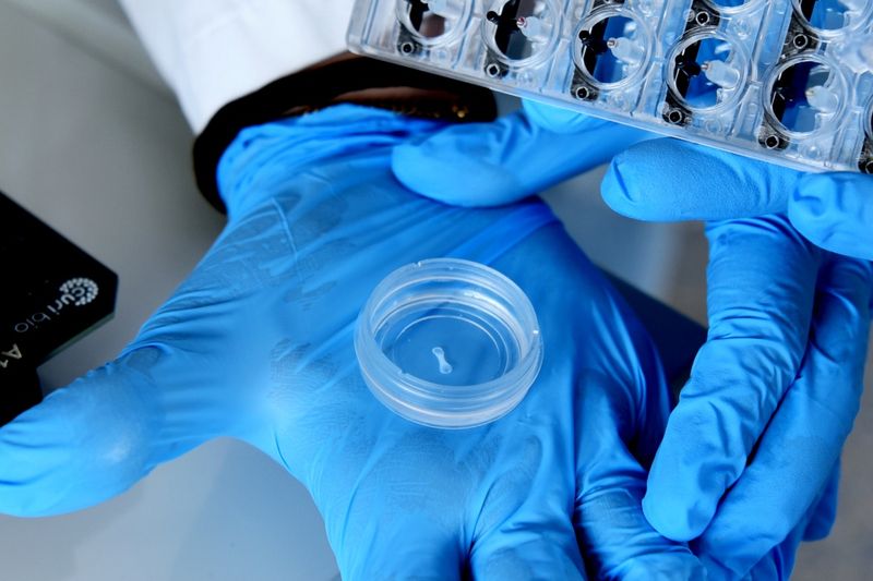 Die dreidimensionalen „Minimuskeln“ sind nur etwa fünf Millimeter lang.(Bild:  BG Universitätsklinikum Bergmannsheil)