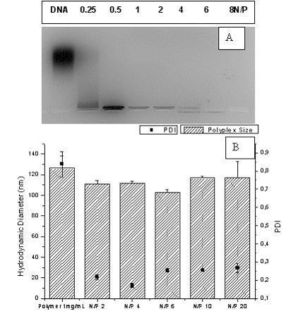 Abb: 3: A) Agarose Gelelektrophorese B) Hydrodynamischer Durchmesser, Polydispersitätsindex (PDI) der Polymer-DNS-Komplexe bei verschiedenen N/P-Verhältnissen.  (Bild: Uni Marburg)