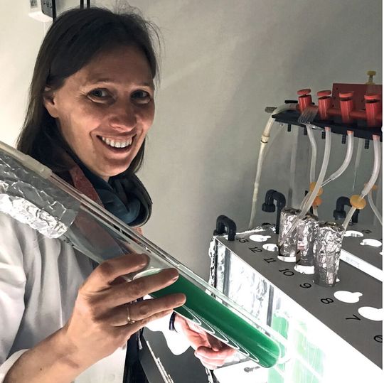 Dr. Kirstin Gutekunst sucht nach Wegen, mithilfe von Cyanobaterien und Sonnenlicht klimafreundlichen Wasserstoff als Energieträger zu erzeugen. Dr. Kirstin Gutekunst sucht nach Wegen, mithilfe von Cyanobaterien und Sonnenlicht klimafreundlichen Wasserstoff als Energieträger zu erzeugen.