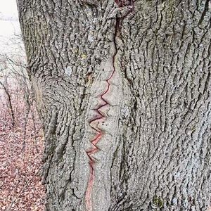 Abb. 3a: Zwieselrisse an Bäumen zeigen gelegentlich linienhafte, segmentweise Anordnungen von Holzwirbeln, die schlussendlich der Scherbelastung mit einer Fügeverbindung begegnen. (Bild:  Stephanus Timm)