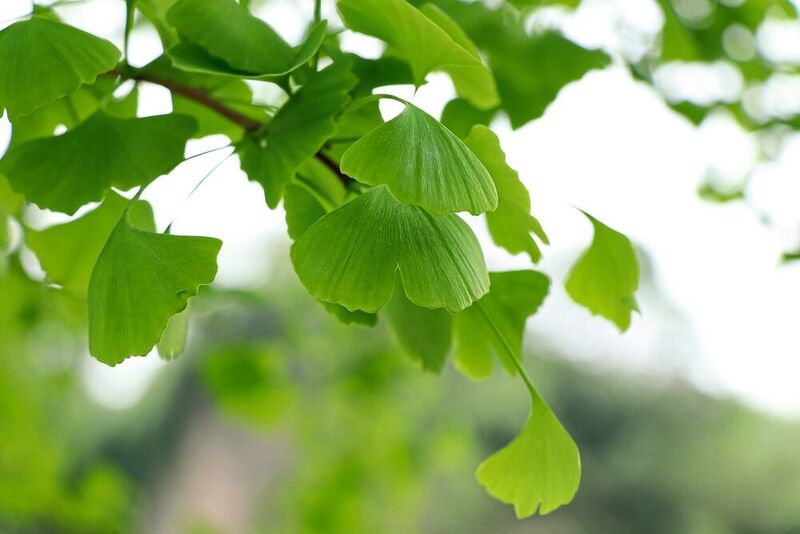 Der chinesische Ginkgo-Baum wirft seine Blätter auch bei großer Hitze und Trockenheit nicht so schnell ab wie viele deutsche Baumarten. (Pixabay/shanghaistoneman)