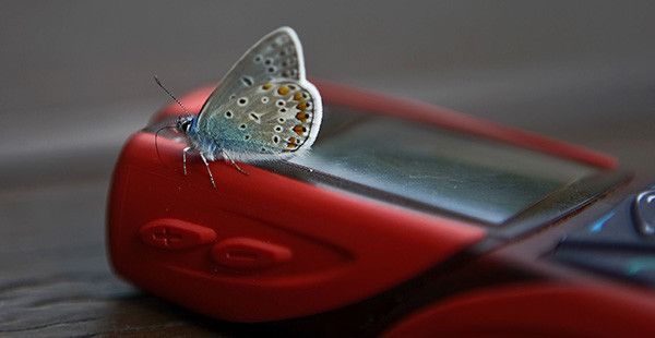 Social Butterfly, Working Professional oder Everything Tech? Eine neue Verbrauchertypisierung bringt die Konsumvorlieben amerikanischer Internetnutzer auf den Punkt. (Bildquelle: Fotolia.com © grizzlybaerin)