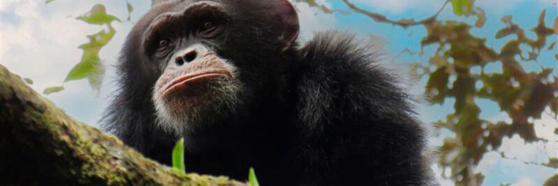 Mithilfe genetischer Zählungen bestimmt ein internationales Forschungsteam die Größe, die Zusammensetzung und die Verbreitung der Schimpansenpopulationan an der Westflanke des Nimba-Massivs.