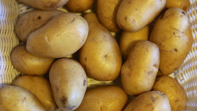 Die biogenen Reststoffe, wie etwa Kartoffelschalen, werden zunächst mit nachhaltigen mechanischen Verfahren und grünen Lösungsmitteln in ihre Einzelbestandteile zerlegt.(Bild:  Kartoffeln Sorte Nicola /Freud / CC BY-SA 4.0)