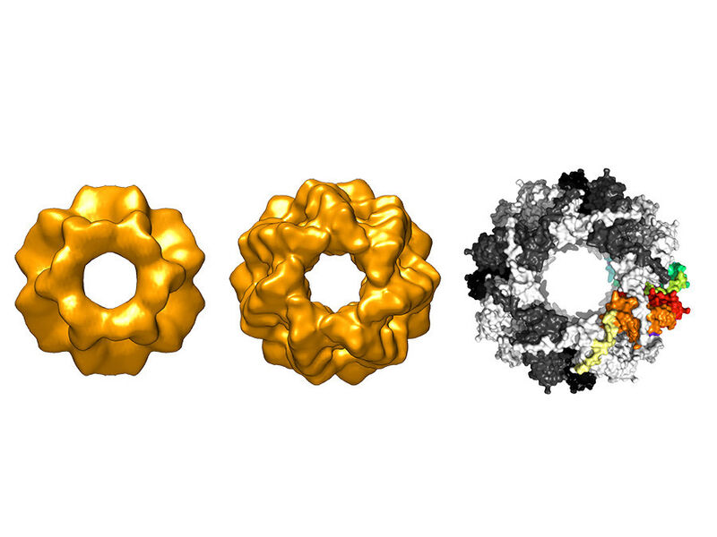 Das Protein Sippe existiert in drei Formen aus 24, 28 und 32 identischen Untereinheiten. (Bild: Tilly Fleckenstein / TUM)