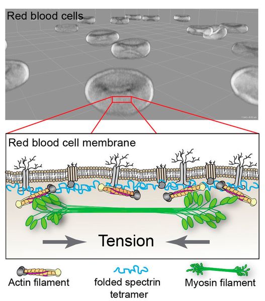 The Fowler lab discovered that myosin (green) can bind actin (orange) to exert tension on the red blood cell membrane. This tension supports the function of red blood cells by maintaining their shape and deformability. (The Scripps Research Institute)