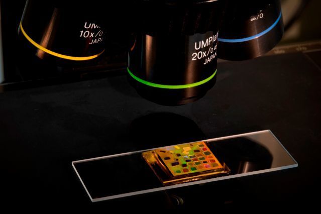 Simple chip powered by quantum dots allows standard microscopes to visualize difficult-to-image biological organisms. (Felice Frankel)