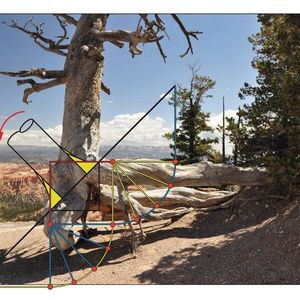 Mit der von Professor Claus Mattheck am KIT entwickelten Kraftkegelmethode lassen sich für die Baumstabilität erforderliche Wurzelarchitekturen vorhersagen – wie hier an diesem Hangbaum.