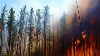Brand im borealen Nadelwald: Feuer vernichten jedes Jahr Millionen von Bäumen. Zurück bleibt Holzkohle, die über Flüsse ins Meer gelangt. (Bild: Stefan Doerr, Swansea University)