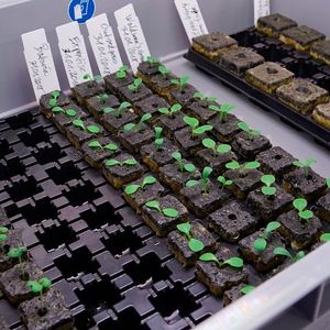 (EDEN ISS / DLR / CC BY 3.0)