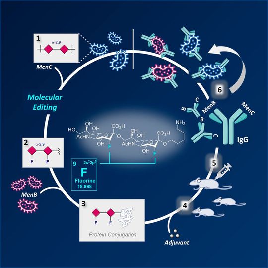 Arbeitsablauf des Kohlenhydrat-basierten Impfstoffs gegen Meningokokken: 1) α-2,9-verbundene Kohlenhydrat-Epitope in kapsulären Polysacchariden in Meningokokken C, 2) fluoriertes Glykan-Epitop, das durch chemische Synthese und molekularer Editierung hergestellt wurde, 3) F-Glykan wurde an ein Trägerprotein aus Meningokokken B angefügt. 4) Den Vakzinformulierungen wurden Adjuvanten hinzugefügt. 5) Vakzin-Kandidaten wurden in Mäuse injiziert. 6) Hochspezifische IgG-Antikörper aus Maus-Serum wurden in vitro validiert.(Bild:  AK Gilmour)