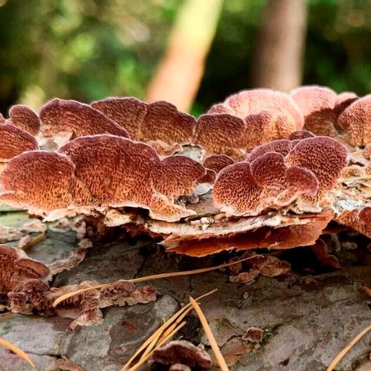 Trichaptum grow on recently fallen logs. Trichaptum grow on recently fallen logs.
