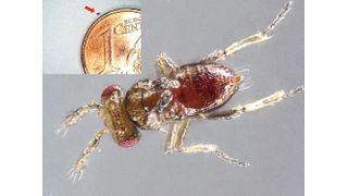 Stummelflügeliges Männchen der parasitischen Wespe Trichogramma turkestanica. (Bild: Joachim Ruther)