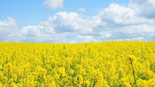 Rennovia’s production process employs its proprietary catalyst technology. (Pixabay)