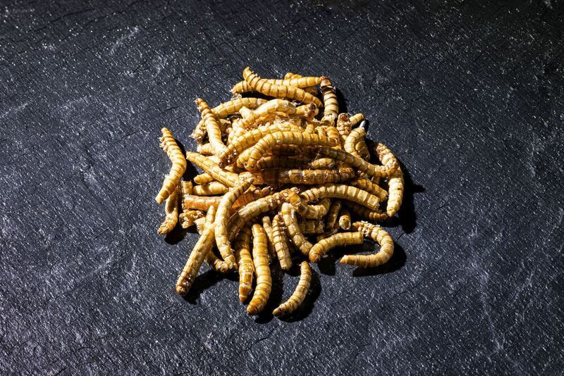 Mehlwürmer (Tenebrio molitor) belasten die Umwelt nur gering und besitzen einen hohen Proteingehalt. (Markus Breig, KIT)