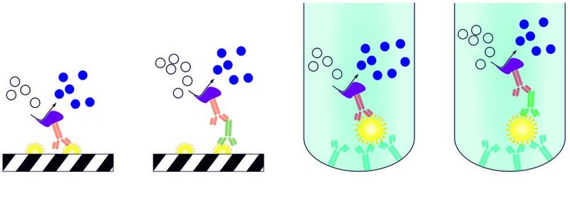 Abb. 2: Immunassays gehören zu den am weitesten verbreiteten Methoden in der Bioanalytik. Im Bild: Verschiedene Formen eines Enzyme-linked Immunosorbent Assay (ELISA) im Prinzip dem ELICA-Immunassay nicht unähnlich. In der grafischen Darstellung ist gezeigt, wie der Nachweis von Antikörpern erfolgen kann.  (Bild: Wikipedia)