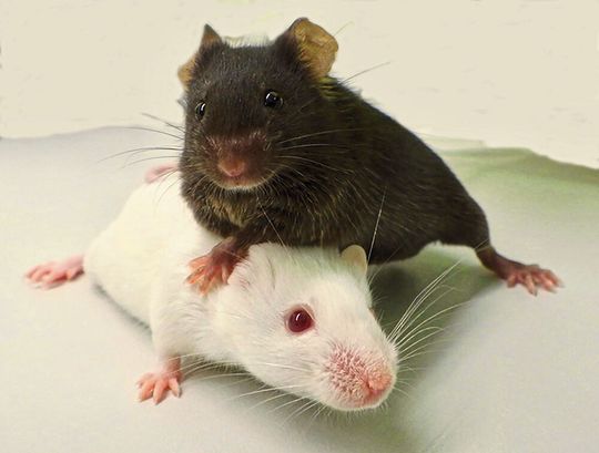 Mäuse der Stämme „Black-6“ (schwarz) und „PWD“ (weiß). Beide Zuchtlinien unterscheiden sich wesentlich in ihrer Anfälligkeit für Krebs.  (Bild:  Carolin Willke/ MPI f. mol. Genet)