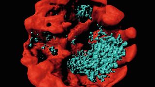 Lasermikroskopische Aufnahme von kristallinem Guanin (blau) in einer Alge der Gattung Symbiodinium. Guanin dient der Alge als Stickstoff-Speicher (Bild: Anya Salih, University of Western Sydney)