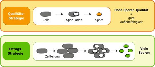 Verschiedene Lebenszyklusstrategien sporenbildenden Bakterien.(Bild:  © MPI f. terrestrische Mikrobiologe/ Bischofs-Pfeifer, mozifiziert nach [3])