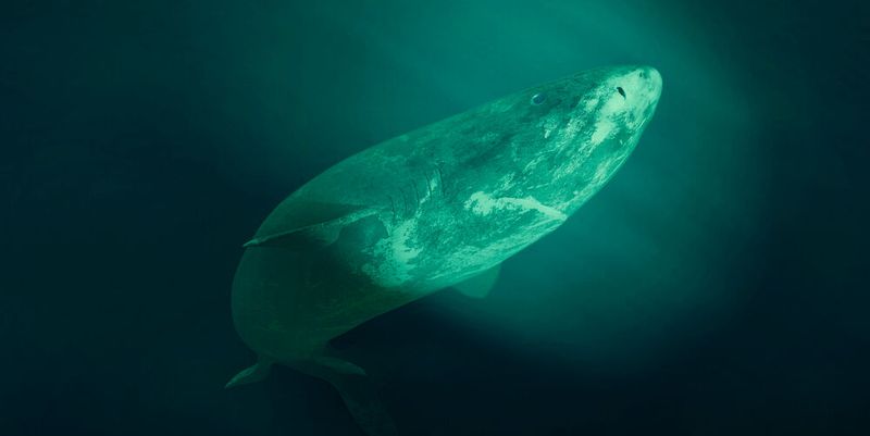 Geheimnisvoller Riese: 400 Jahre und mehr kann der Grönlandhai alt werden und gehört damit zu den langlebigsten Wirbeltieren der Erde. (Symbolbild)(Bild: ©  dottedyeti - stock.adobe.com)