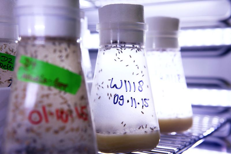 Fruchtfliegen werden im Brutschrank für die Untersuchungsreihen gezüchtet. (Bild: Christian Urban, Universität Kiel)