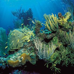 Ein tropisches Korallenriff.