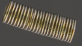 Anhand von Sedimentkernen aus dem Antarktischen Ozean erstellten Forscher detaillierte Aufzeichnungen über die chemische Zusammensetzung der organischen Materie, die in den Fossilien von Kieselalgen eingeschlossen wurden. Im Bild zusehen ist eine lebende Kieselalge.  (Philipp Assmy (Norwegian Polar Institute) and Marina Montresor (Stazione Zoologica Anton Dohrn))