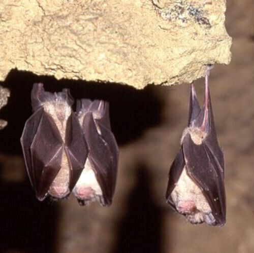Hibernating Greater Horseshoe Bats. Hibernating Greater Horseshoe Bats.