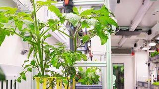 Ein Gewächshaus im All sorgt für gesunde Weltraumkost. Diese Idee soll nun bei einer Antarktis-Mission erstmals getestet werden (EDEN ISS / DLR / CC BY 3.0)