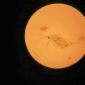 (Universität zu Köln)