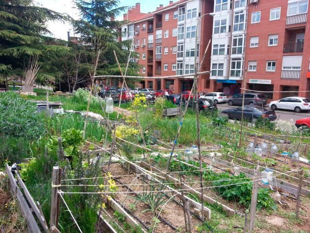 Villa Rosa urban garden from the Rehdmad which is involved in this study. (Miguel Izquierdo)