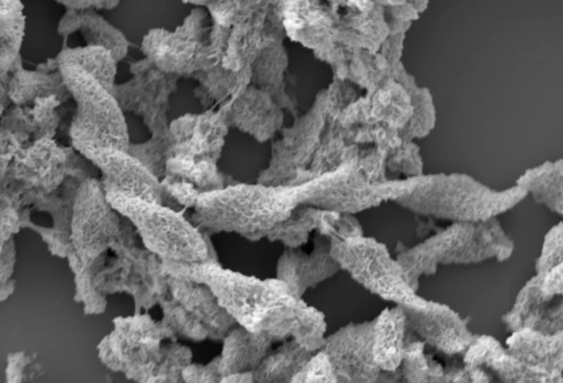 Verdrillte Bänder aus organisch-mineralischem Material nach der Behandlung über 16 Wochen mit 170 Grad Celsius und 120 Megapascal. (Bild: Aude Picard)